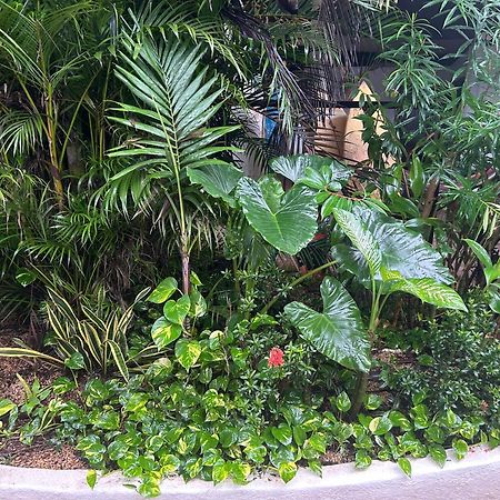 Pura Vida Hostel 타마린도 외부 사진